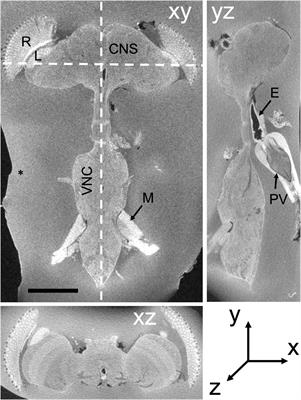 En bloc preparation of Drosophila brains enables high-throughput FIB-SEM connectomics